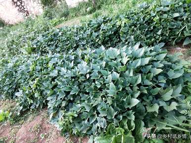 种红薯打什么药高产，红薯怎么种高产？