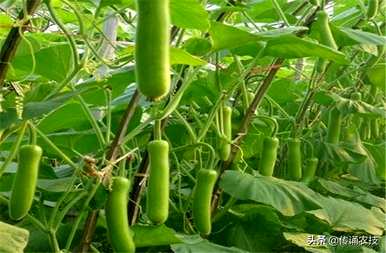 如何种植高产葫芦？高产葫芦种植新技巧