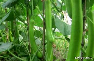 如何种植高产葫芦？高产葫芦种植新技巧