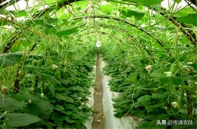 如何种植高产葫芦？高产葫芦种植新技巧