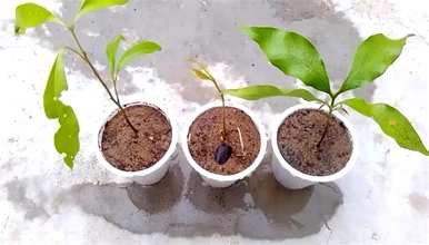 荔枝如何种植才能生存，荔枝小盆栽种植方法
