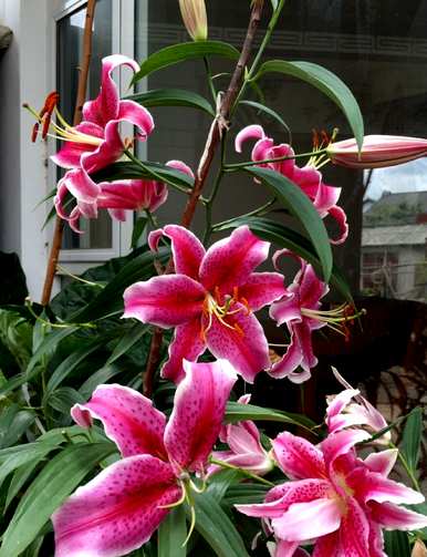 百合花第二年还能开花，百合花怎么养才能开花？