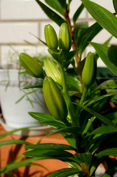 百合花第二年还能开花，百合花怎么养才能开花？