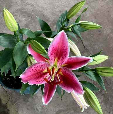 百合花第二年还能开花，百合花怎么养才能开花？