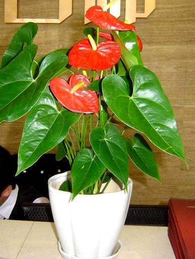 怎样养红掌开花多快，怎样养红掌才能开花施什么肥料？
