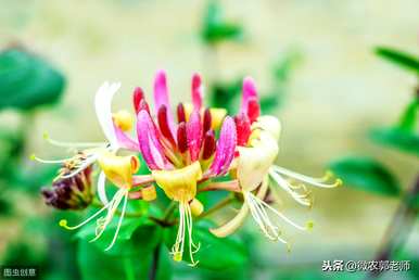 金银花什么时候开花，金银花什么时候开花？