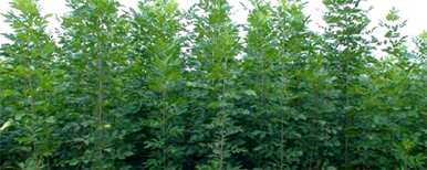 如何种植白蜡树种子，白蜡树种子价格