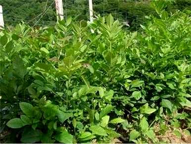 如何种植白蜡树种子，白蜡树种子价格