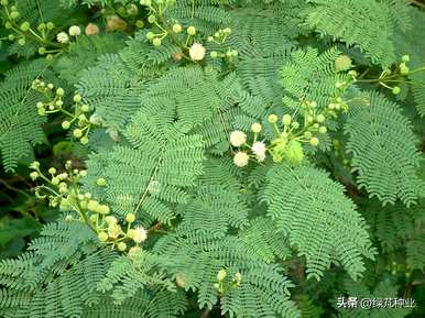 发芽合欢种子需要多少度？如何种植合欢种子？