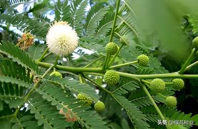 发芽合欢种子需要多少度？如何种植合欢种子？