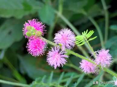 发芽合欢种子需要多少度？如何种植合欢种子？