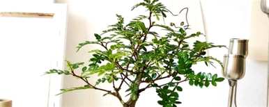 如何种植清香木盆栽？盆栽清香木喜水吗？