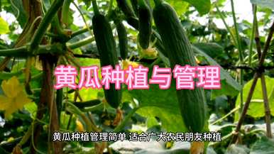种植黄瓜土壤湿度有利于幼苗，黄瓜如何种植幼苗