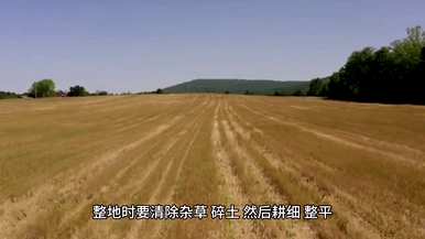 种植黄瓜土壤湿度有利于幼苗，黄瓜如何种植幼苗