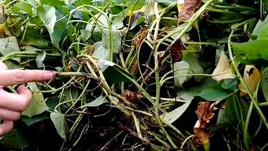 一点红薯种植条件，红薯生长需要什么条件？