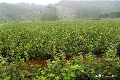 种植油茶时应注意哪些条件、种植油茶苗的方法和注意事项？