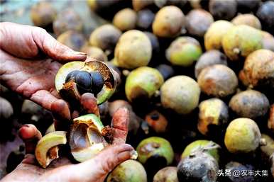 种植油茶时应注意哪些条件、种植油茶苗的方法和注意事项？