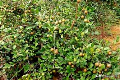 种植油茶时应注意哪些条件、种植油茶苗的方法和注意事项？