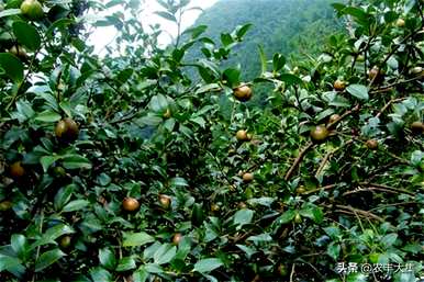 种植油茶时应注意哪些条件、种植油茶苗的方法和注意事项？