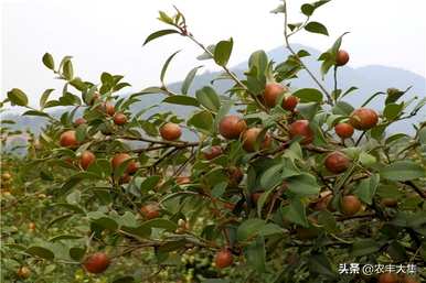 种植油茶时应注意哪些条件、种植油茶苗的方法和注意事项？