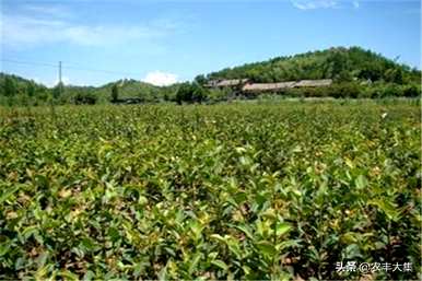 种植油茶时应注意哪些条件、种植油茶苗的方法和注意事项？