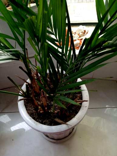如何养散尾葵才能更旺盛，如何修剪散尾葵才能更旺盛