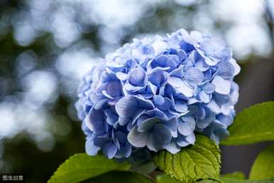 八仙花缺光能开花吗？八仙花怎么养才能开花？