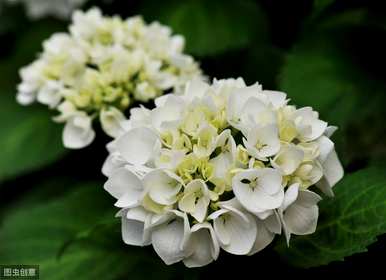 八仙花缺光能开花吗？八仙花怎么养才能开花？