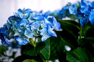 八仙花缺光能开花吗？八仙花怎么养才能开花？