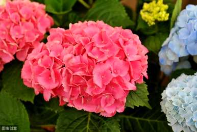 八仙花缺光能开花吗？八仙花怎么养才能开花？