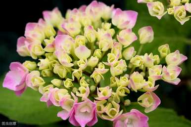 八仙花缺光能开花吗？八仙花怎么养才能开花？