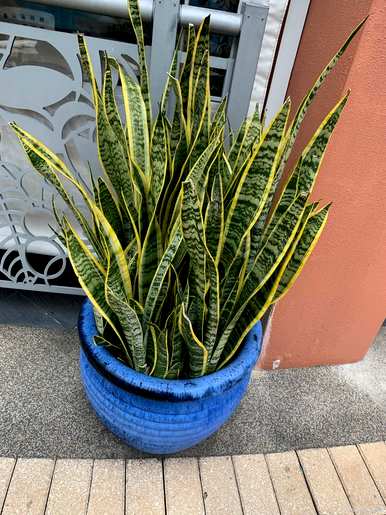 长寿花的土壤适合虎皮兰吗？虎皮兰最好用什么土栽培？