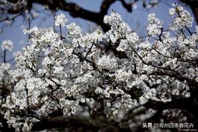 春天的花有哪些，春天的花有哪些一年级的描述？