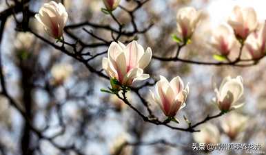 春天的花有哪些，春天的花有哪些一年级的描述？