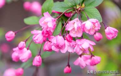春天的花有哪些，春天的花有哪些一年级的描述？