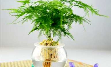 如何维护水培芦笋，芦笋种子如何水培