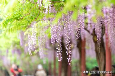 春天的花有哪些，春天的花有哪些一年级的描述？
