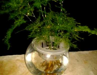 如何维护水培芦笋，芦笋种子如何水培