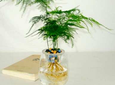 如何维护水培芦笋，芦笋种子如何水培