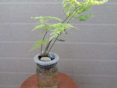 如何维护水培芦笋，芦笋种子如何水培