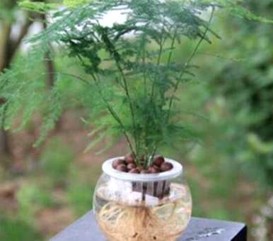 如何维护水培芦笋，芦笋种子如何水培