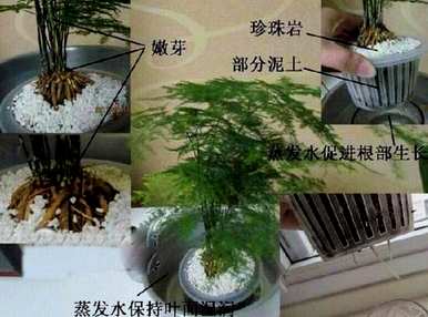 如何维护水培芦笋，芦笋种子如何水培