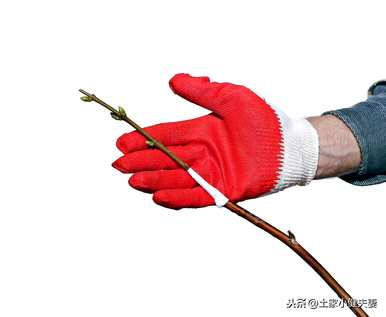 柿子树嫁接成活率高，柿子树嫁接梨成活率高