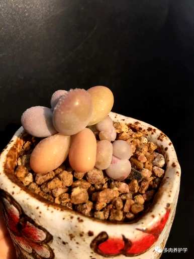 多肉浇水是正确的，悬崖桩多肉浇水是正确的方法
