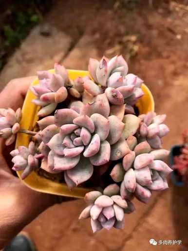 多肉浇水是正确的，悬崖桩多肉浇水是正确的方法