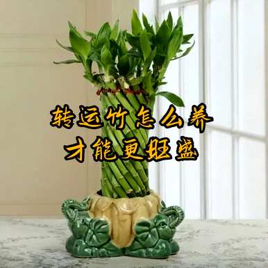 转运竹怎么养才好？兔子适合养转运竹吗？