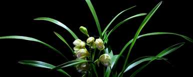 兰花种植什么土最好，兰花种植什么土最好