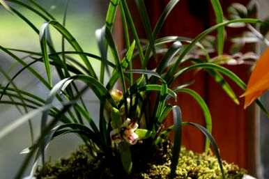 兰花种植什么土最好，兰花种植什么土最好