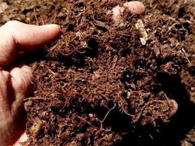 兰花种植什么土最好，兰花种植什么土最好