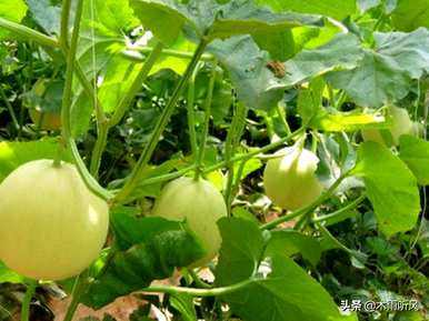 新手如何种植香瓜，如何种植高产香瓜